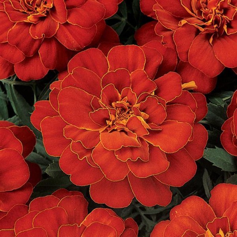 Тагетис отклоненный Durango Red3